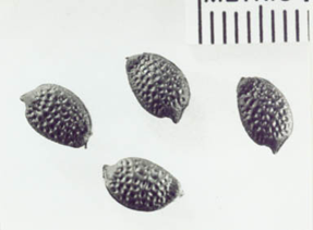 Seeds of modern Passiflora incarnata. Scale in mm. Photo courtesy of Gayle Fritz.
