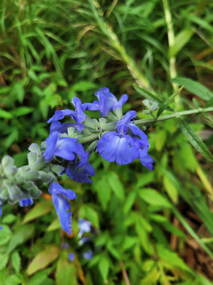 Blue Sage