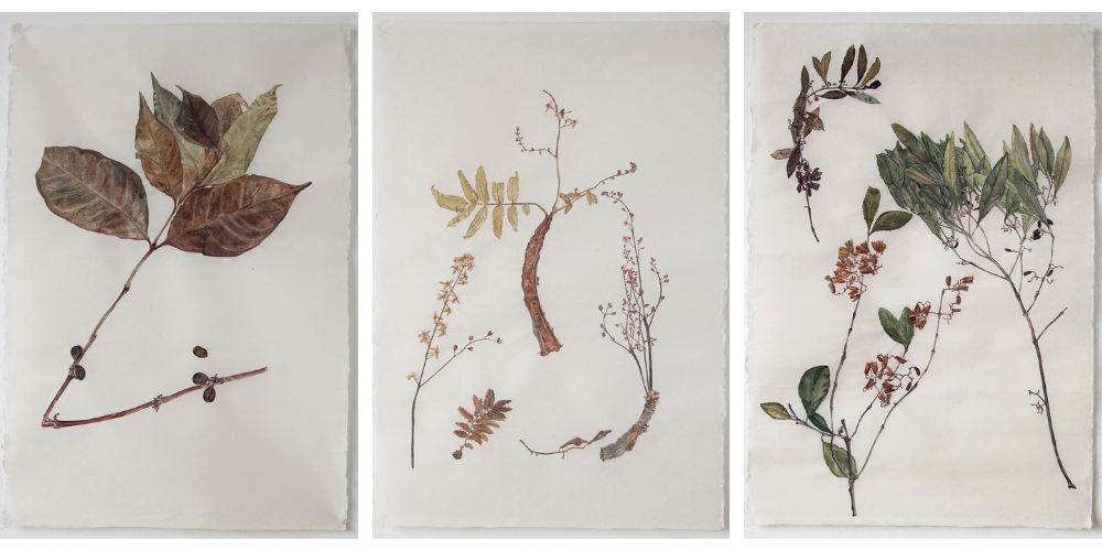 Three plant specimens