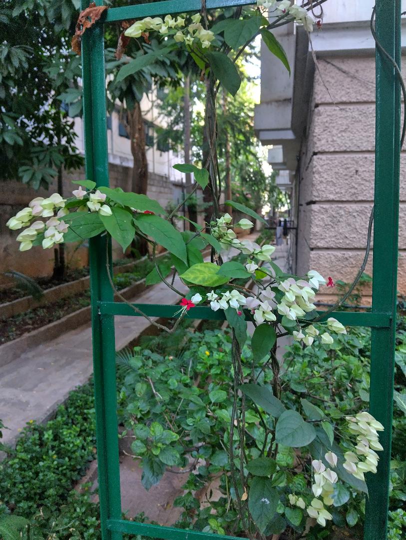 Bleeding Heart Vine as an ornamental