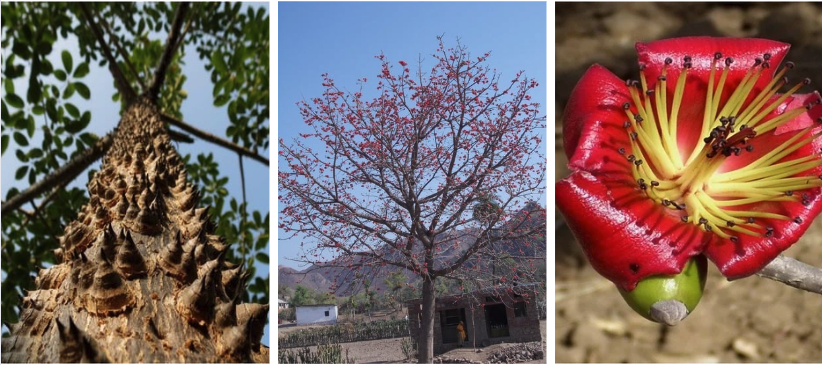 Figure 1. Semal’s thorny stem Figure 2. Semal in full bloom Figure 3. The Semal flower
