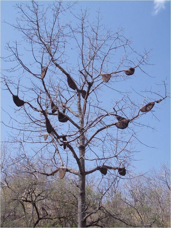 Figure 4. Beehives on a leafless Semal tree
