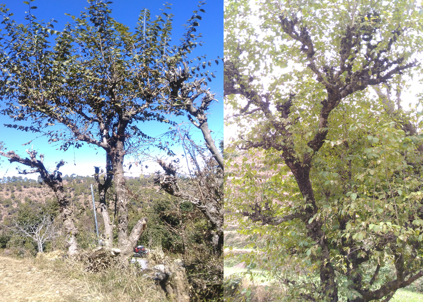 Grewia optiva 