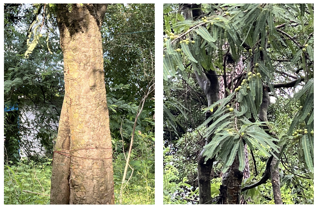 Amla tree Showing Bark, Leaves and Fruits. 