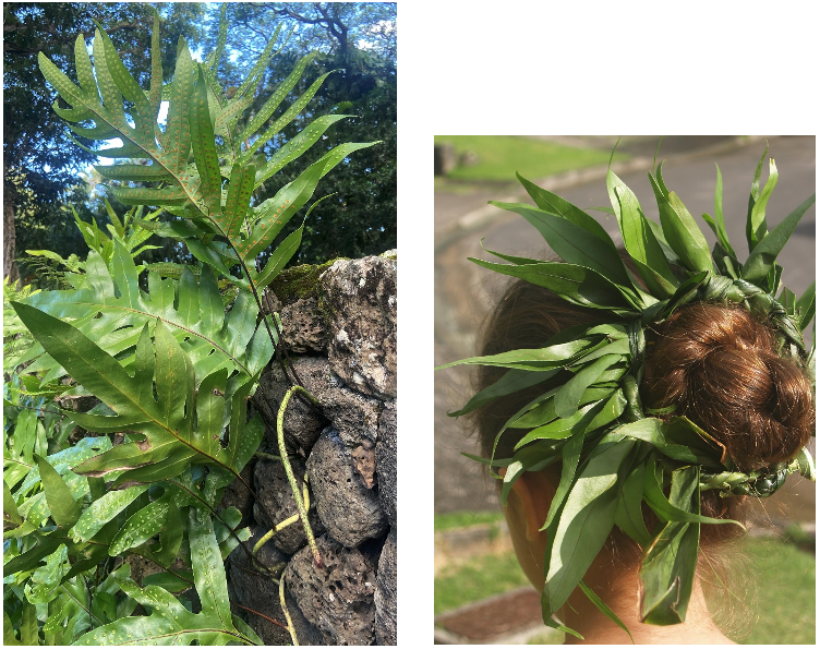 M. grossum, the laua‘e hānai ‘adopted laua‘e’ (a term proposed by this author).  Fig. 2. A lei laua‘e worn by Ku‘uleilaua‘e Fung. (Photos by the author.)