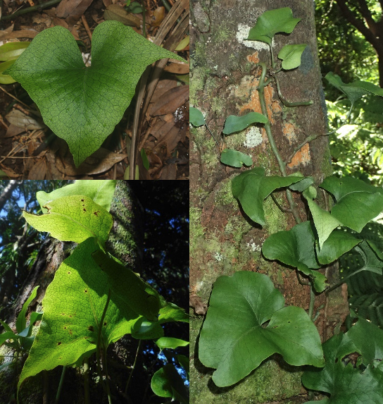 M. spectrum, the laua‘e maoli ‘native laua‘e’ (a term proposed by this author). Photos by the author (left) and Clyde Imada (right).