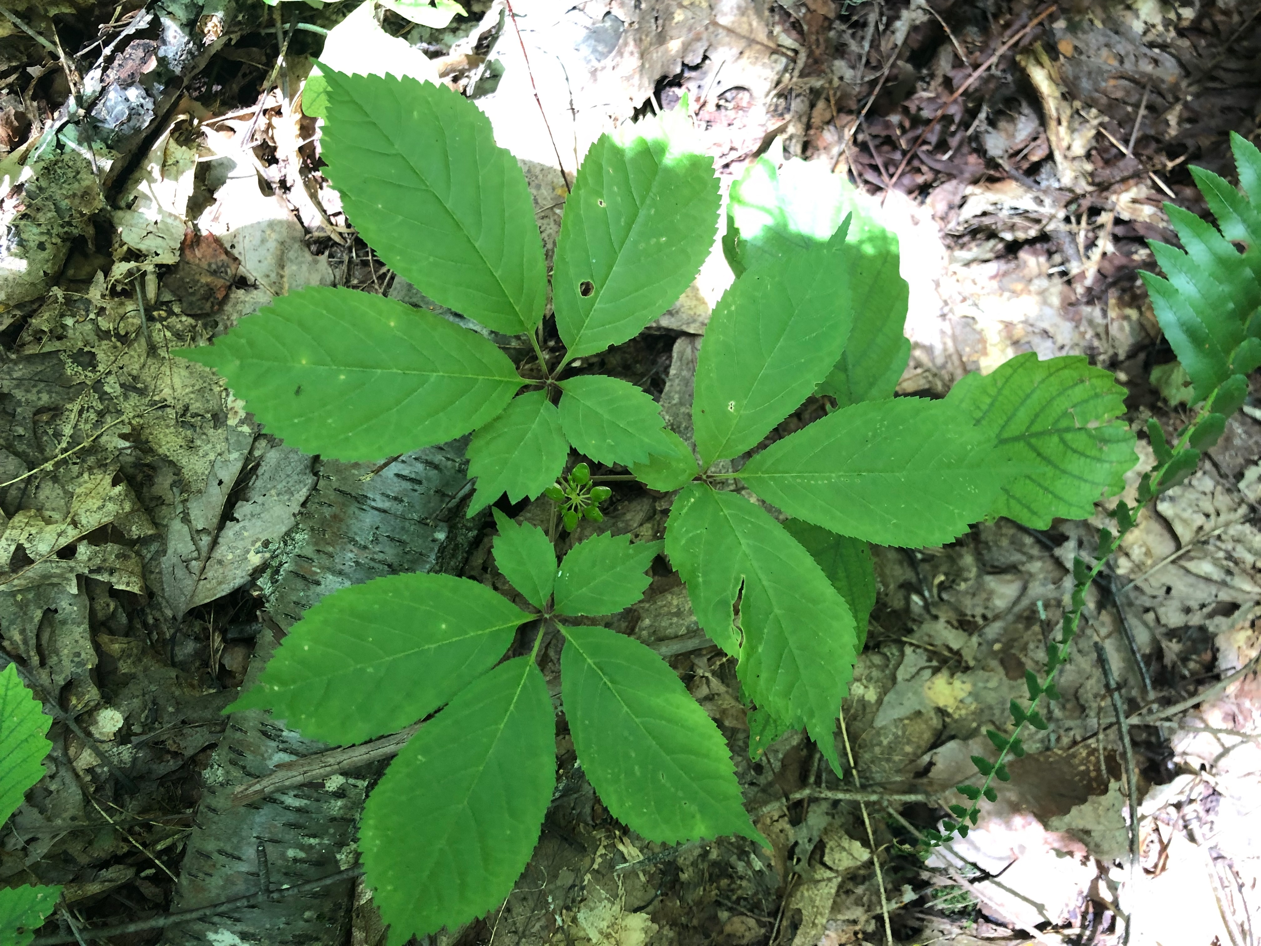 A ginseng plant growing on the forest floor displaying three “prongs,” or leaves with five leaflets each, and unripe green berries.