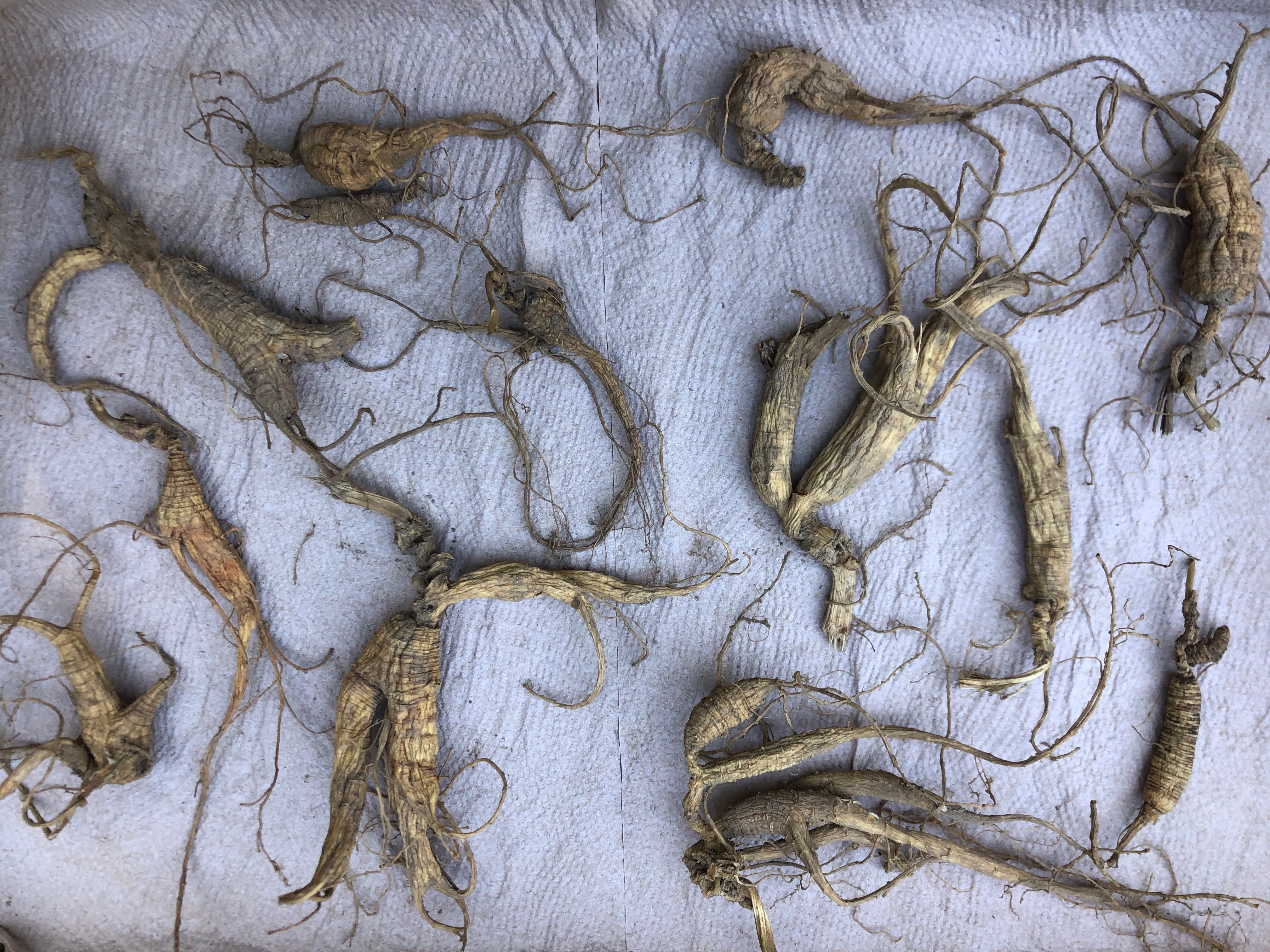 Several mostly-dry ginseng roots are arranged on top of paper towels in a cardboard tray.