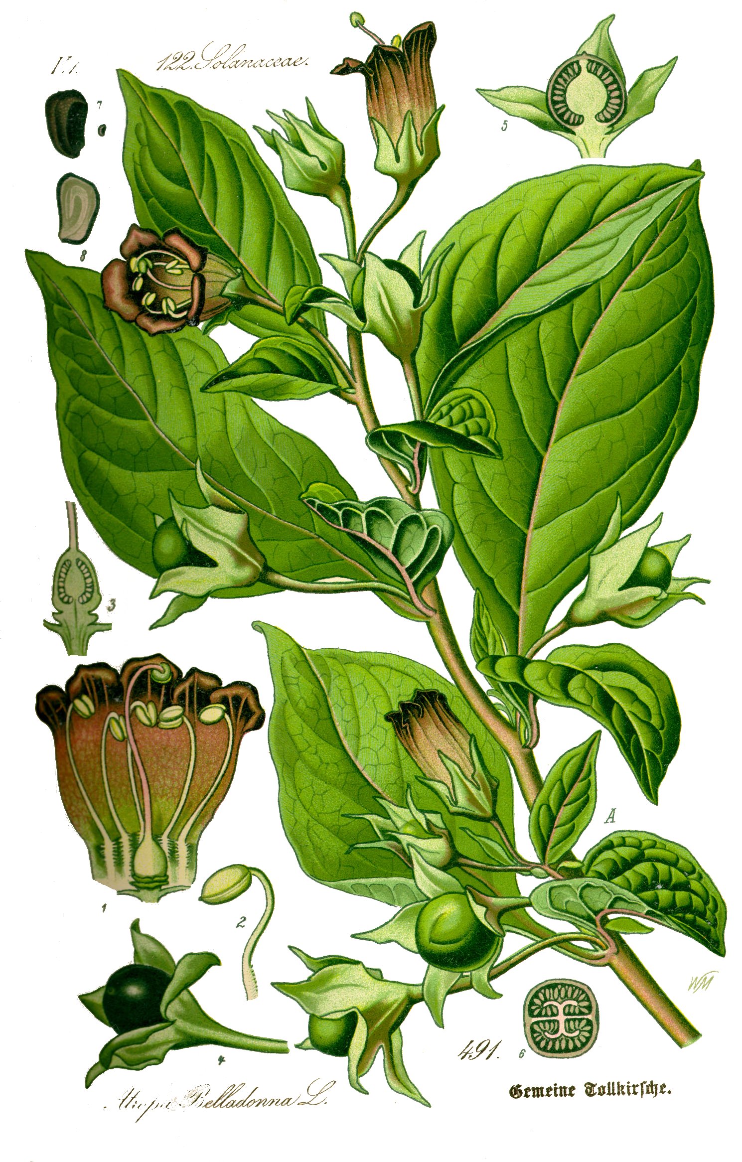 A diagram of Atropa belladonna. Image source: Kilom691, Public domain, via Wikimedia Commons