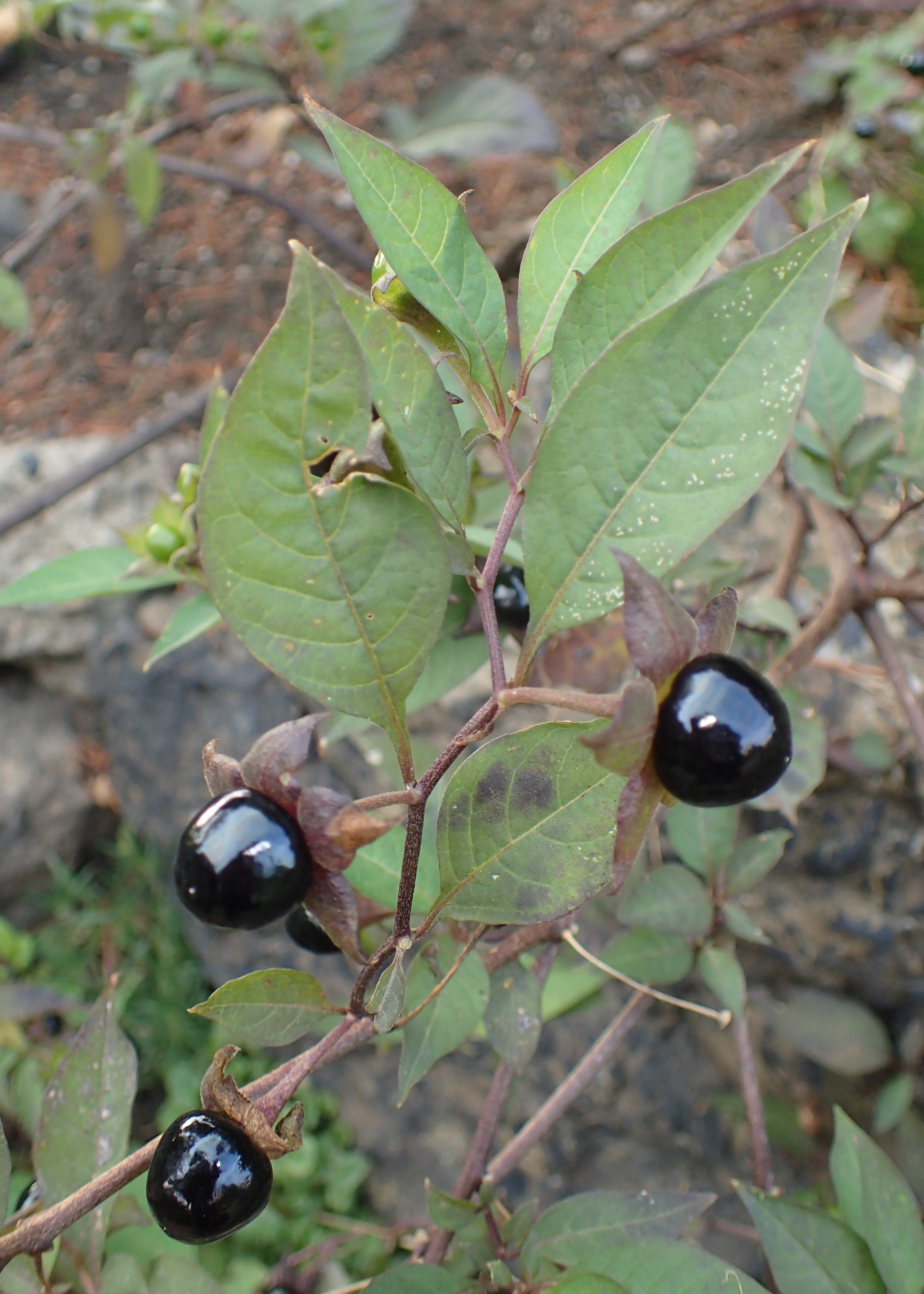 The deadly berries of belladonna often look appealing to children and to the unwary adult, and are sometimes mistaken for blueberries and other edible fruits. Image source: Krzysztof Ziarnek, Kenraiz, CC BY-SA 4.0, via Wikimedia Commons