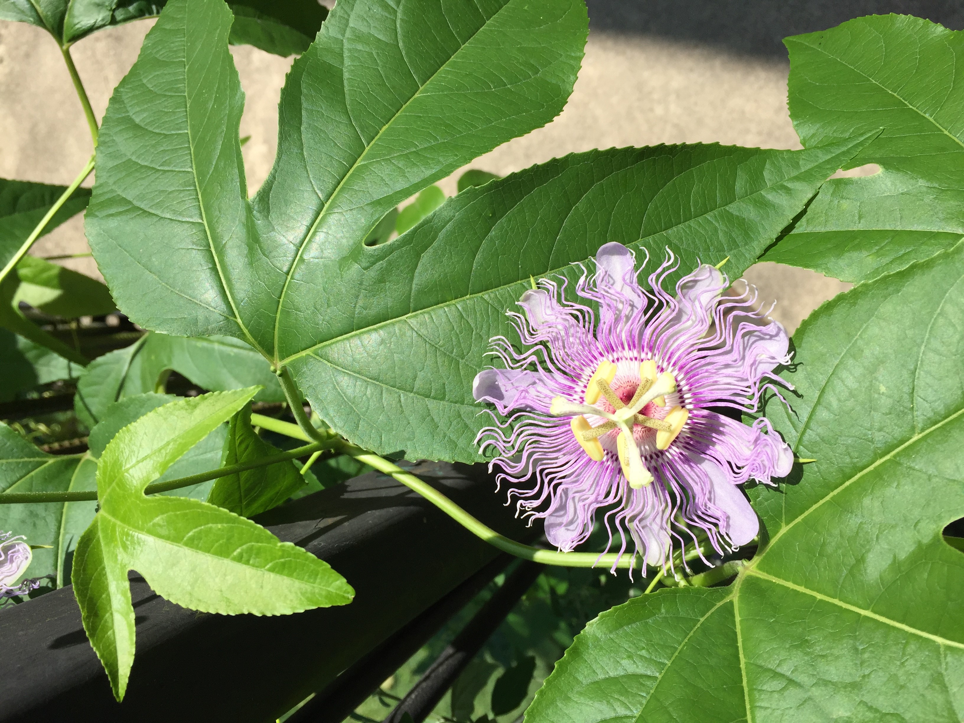 Purple passion flower blooming on my deck at home in Collinsville, IL. Photo by Gayle Fritz.