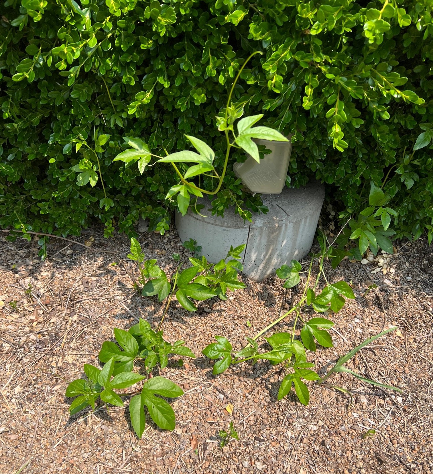 Young Passiflora incarnata vines growing in rooftop garden, Washington University in St. Louis, May 10, 2023. Photo by Gayle Fritz.