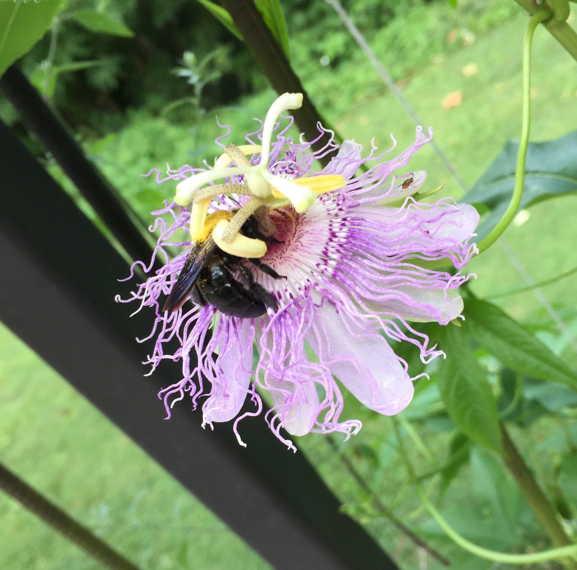Eastern Carpenter Bee foraging on purple passion flower on my deck. Photo by Gayle Fritz.