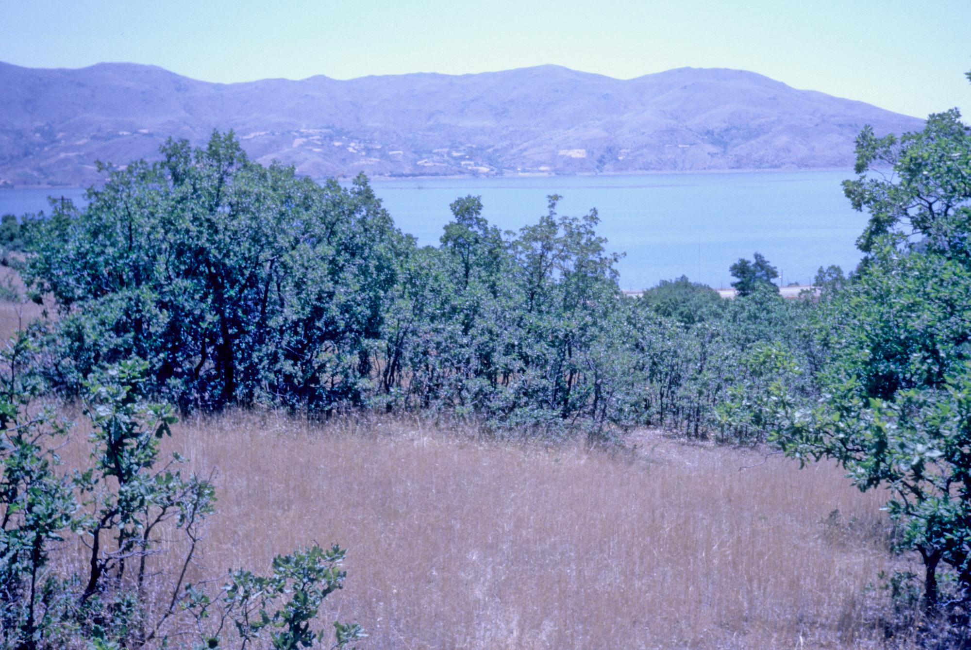 Stand of wild cereals above Hazar lake, southeast Turkey, c. 1986. Photo: Mark Nesbitt.
