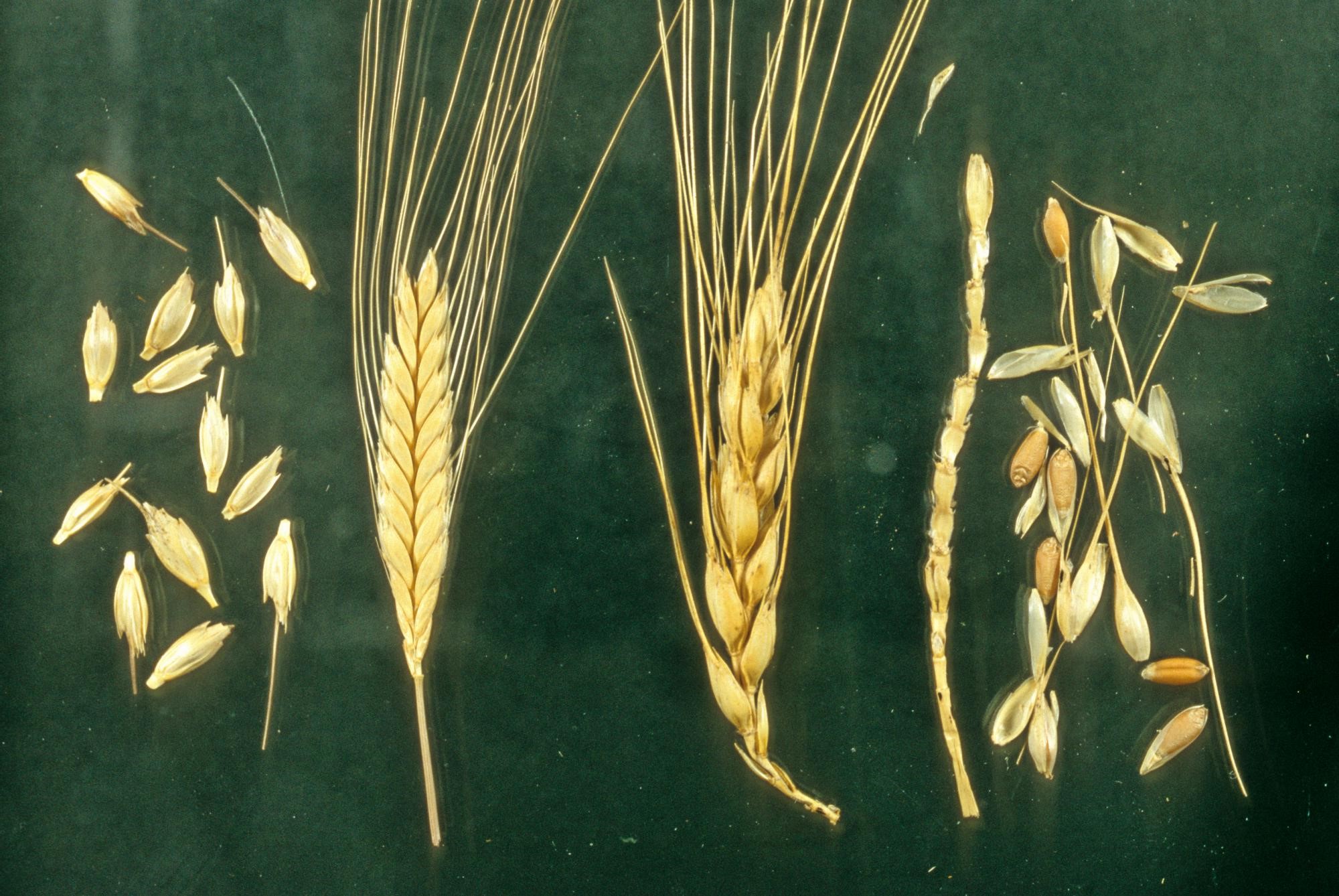 Hulled vs. free-threshing wheats. Left: Hulled wheat (einkorn) – the ear is enclosed by tough husks and breaks up into spikelets; Right: Free-threshing wheat (bread wheat), soft husks, so the ear breaks up into grain and chaff. Photo: Mark Nesbitt.