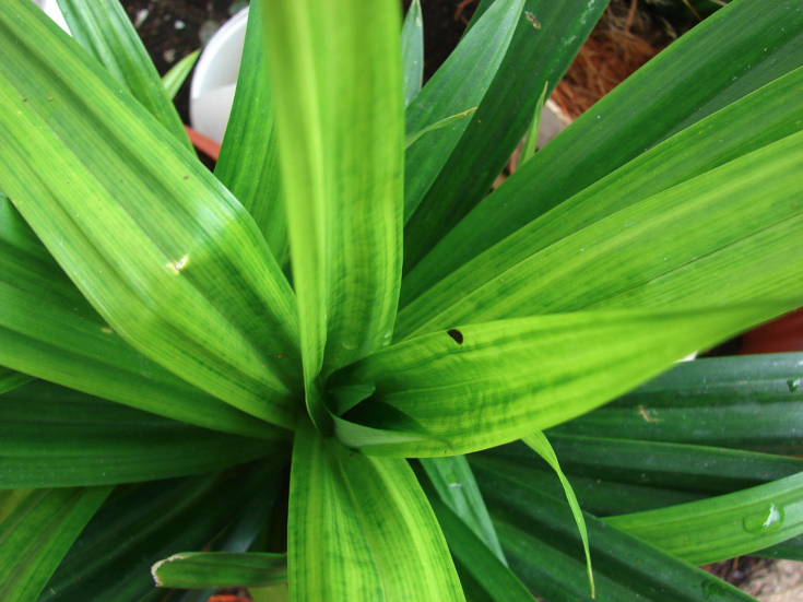Figure 1: Pandanus amaryllifolius leaves. Photo by: Forest and Kim Starr.