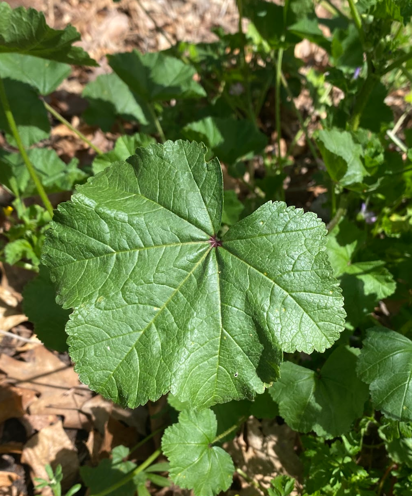 Figure 1. Malva Leaf