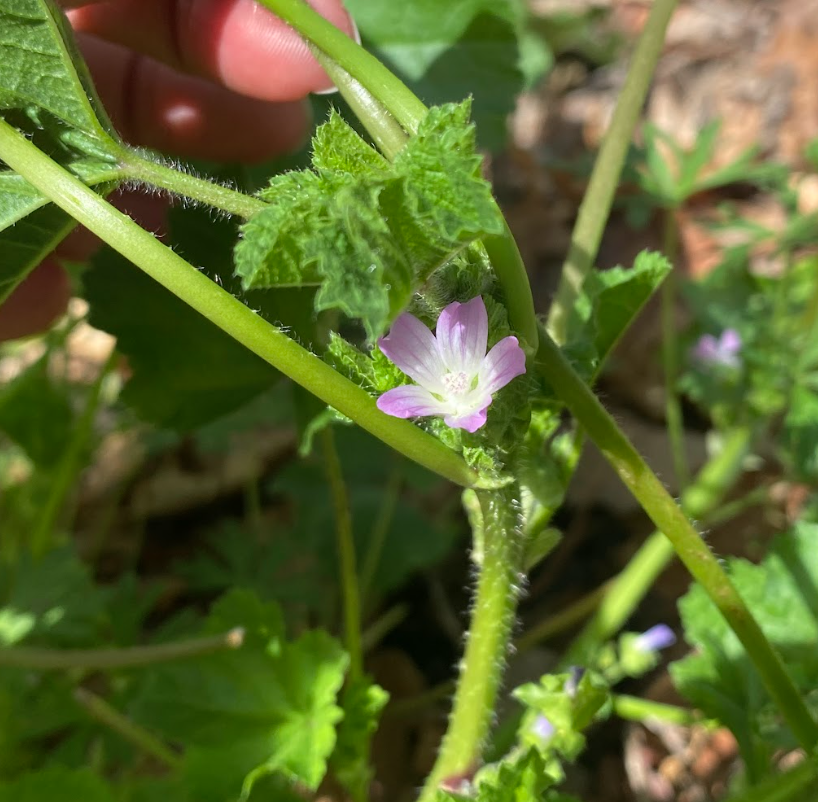 Figure 2. Pink flowers and hairy stems.