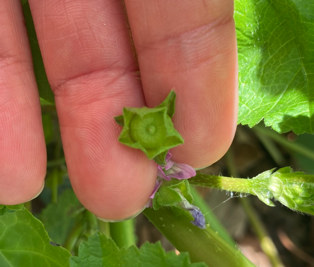Figure 3. Fruiting head and wilted flowers.