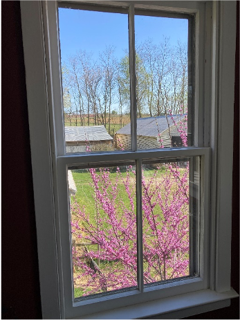 Window view of my eastern redbud (Cercis canadensis L.) announcing the arrival of spring. Photo: Alexandra Towns 